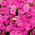Петуния ампельная F1 Шок Вейв Пинк Шейдес Петуния ампельная F1 Шок Вейв Пинк Шейдес