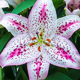 Лилия восточная Солюшн