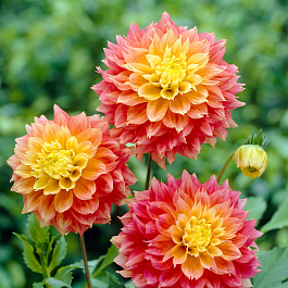 Георгина декоративная Коган Фубуки