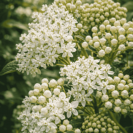 Ваточник мясо-красный Iсe Ballet