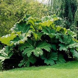 Гуннера рукавчатая