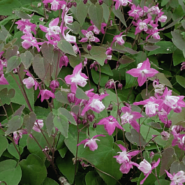 Горянка Юнга Roseum