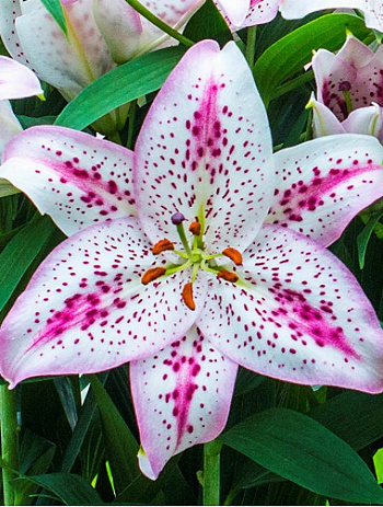 Лилия восточная Солюшн