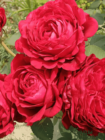 Роза флорибунда Rose des 4 Vents