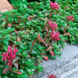 Очиток ложный  Splendens