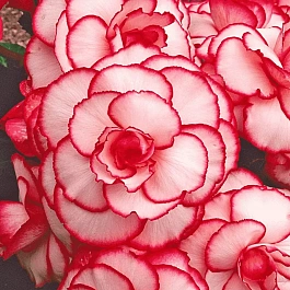 Бегония Picotee White/Red