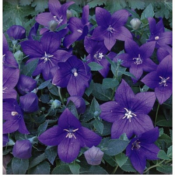 Платикодон Поп Стар Блю