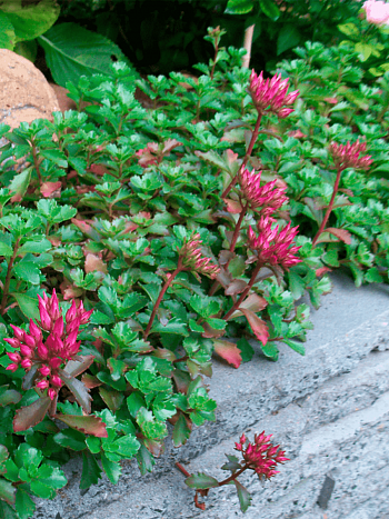 Очиток ложный  Splendens