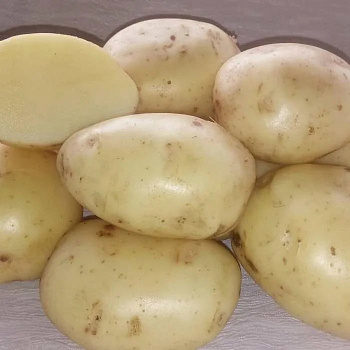 Картофель семенной Флагман