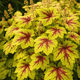 Гейхерелла Stoplight