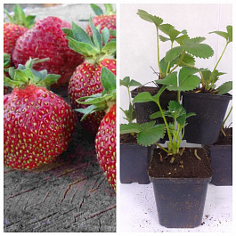 Земляника садовая Марышка НАБОР 5ШТ