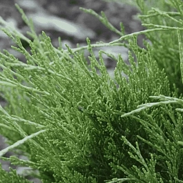 Можжевельник казацкий  Hicksii