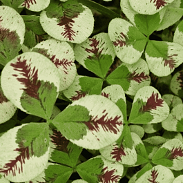 Клевер ползучий Dragon blood