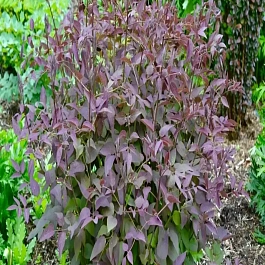 Клематис прямой Purpurea