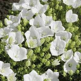 Колокольчик карпатский Perla White