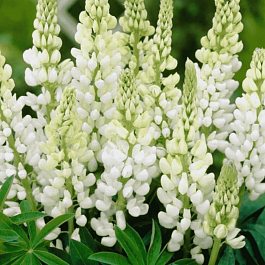 Люпин многолистный Noble Maiden