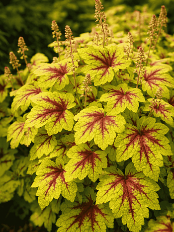 Гейхерелла Stoplight