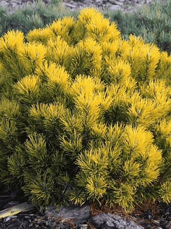 Сосна горная Dezember Gold