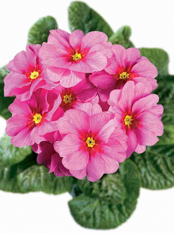 Примула Hethor Springsun Pink