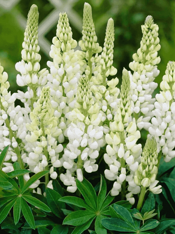 Люпин многолистный Noble Maiden