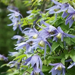 Клематис Frankie