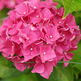 Гортензия крупнолистовая Эрли Пинк