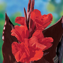 Канна коричневолистная Ред Кинг Гумберт