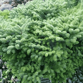 Пихта нордмана Munsterland