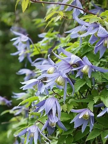 Клематис Frankie