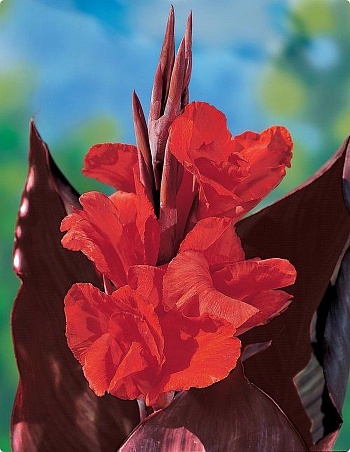 Канна коричневолистная Ред Кинг Гумберт