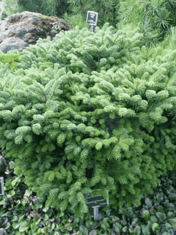 Пихта нордмана Munsterland