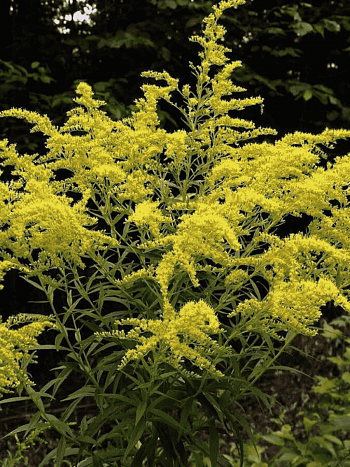 Солидаго канадское Goldking