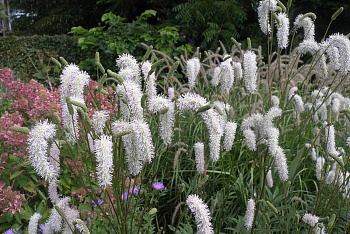 Кровохлебка тупая Альба