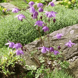 Аквилегия бесшпорцевая Ecalcarata