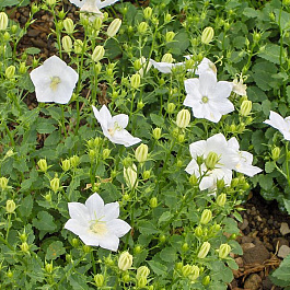 Колокольчик карпатский Вайс Клипс