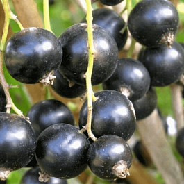 Смородина черная Пигмей