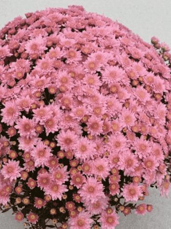 Хризантема мелкоцветковая Baby mum pink