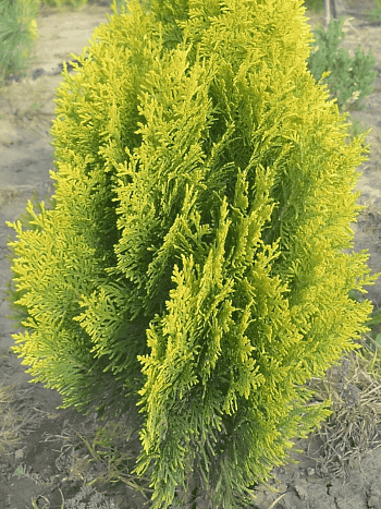 Туя восточная Pyramidalis Aurea