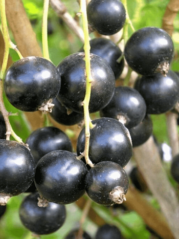 Смородина черная Пигмей