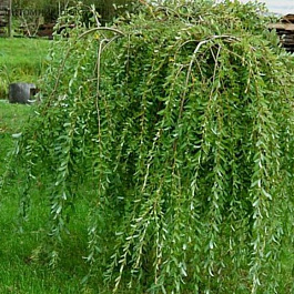 Ива пурпурная Пендула