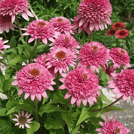 Эхинацея пурпурная Butterfly Kisses