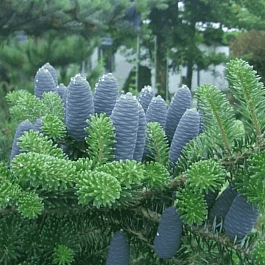 Пихта корейская Stastek