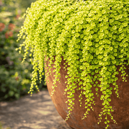 Вербейник монетчатый