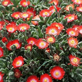 Делосперма Купера Jewel Grenade