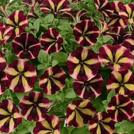 Петуния (сурфиния) Amore Fiesta