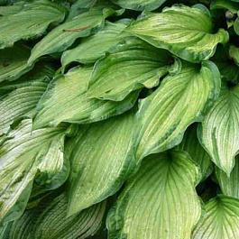 Хоста Albopicta