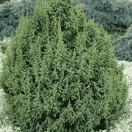 Можжевельник чешуйчатый Loderi