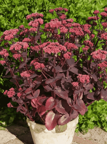 Очиток видный Seduction Cherry Chocolate