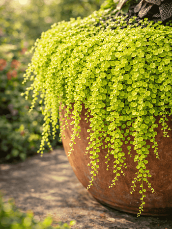 Вербейник монетчатый