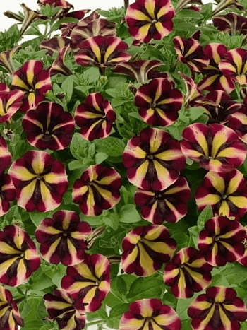 Петуния (сурфиния) Amore Fiesta